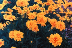Coreopsis 'Sunray'